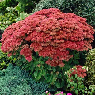 Rozchodník veľký ´HERBSTFREUDE´ 10/15 cm v črepníku P9 Sedum Herbstfreude