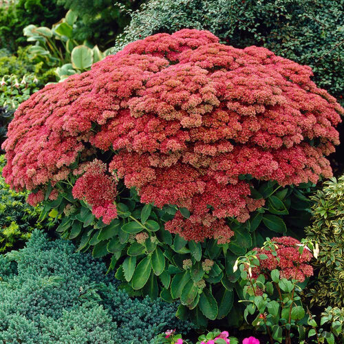 Rozchodník veľký ´HERBSTFREUDE´ 10/15 cm v črepníku P9 Sedum Herbstfreude