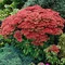 Rozchodník veľký ´HERBSTFREUDE´ 10/15 cm v črepníku P9 Sedum Herbstfreude