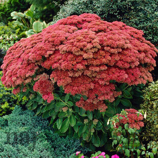 Rozchodník veľký ´HERBSTFREUDE´ 10/15 cm v črepníku P9 Sedum Herbstfreude