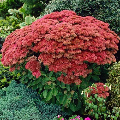 Rozchodník veľký ´HERBSTFREUDE´ 10/15 cm v črepníku P9 Sedum Herbstfreude