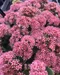 Rozchodník veľký SEDUCTION PINK PASSION, výška 30/40 cm, v črepníku 3l Sedum telephium SEDUCTION PINK PASSION ‘Flosepipas