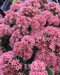 Rozchodník veľký SEDUCTION PINK PASSION, výška 30/40 cm, v črepníku 3l Sedum telephium SEDUCTION PINK PASSION ‘Flosepipas