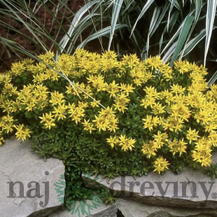 Rozchodník ‘Weihenstephaner Gold‘, výška 10/15 cm, v črepníku Sedum flor. ‘Weihenstephaner Gold‘