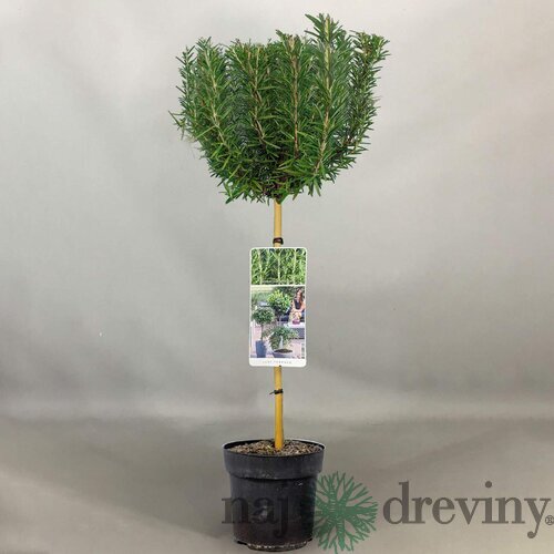 Rozmarín lekársky, na kmienku, výška 40/60 cm, v črepníku Rosmarinus Officinalis