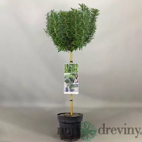 Rozmarín lekársky, na kmienku, výška 40/60 cm, v črepníku Rosmarinus Officinalis