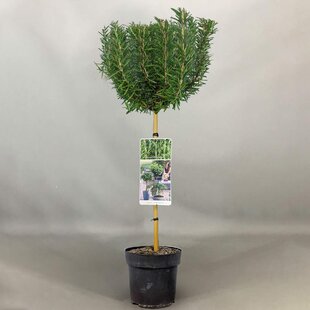 Rozmarín lekársky, na kmienku, výška 40/60 cm, v črepníku Rosmarinus Officinalis