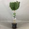 Rozmarín lekársky, na kmienku, výška 40/60 cm, v črepníku Rosmarinus Officinalis