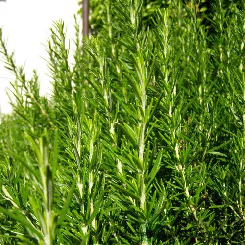 Rozmarín lekársky, na kmienku, výška 40/60 cm, v črepníku Rosmarinus Officinalis
