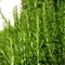 Rozmarín lekársky, na kmienku, výška 40/60 cm, v črepníku Rosmarinus Officinalis