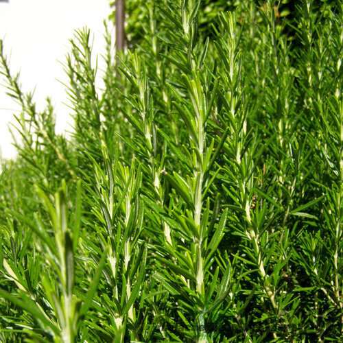 Rozmarín lekársky, na kmienku, výška 40/60 cm, v črepníku Rosmarinus Officinalis