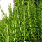 Rozmarín lekársky, na kmienku, výška 50/60 cm, v črepníku Rosmarinus Officinalis