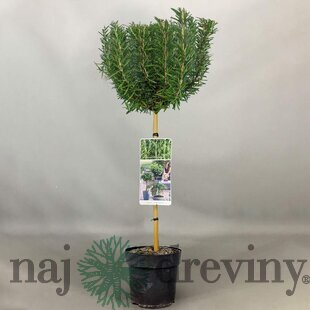 Rozmarín lekársky, na kmienku, výška 50/60 cm, v črepníku Rosmarinus Officinalis