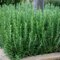 Rozmarín lekársky, výška 20/30 cm, v črepníku Rosmarinus officinalis