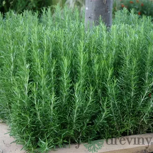 Rozmarín lekársky, výška 20/30 cm, v črepníku Rosmarinus officinalis
