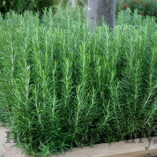 Rozmarín lekársky, výška 20/30 cm, v črepníku Rosmarinus officinalis