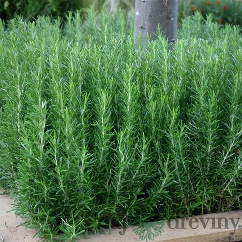 Rozmarín lekársky, výška 20/30 cm, v črepníku Rosmarinus officinalis