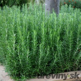 Rozmarín lekársky, výška 20/30 cm, v črepníku Rosmarinus officinalis