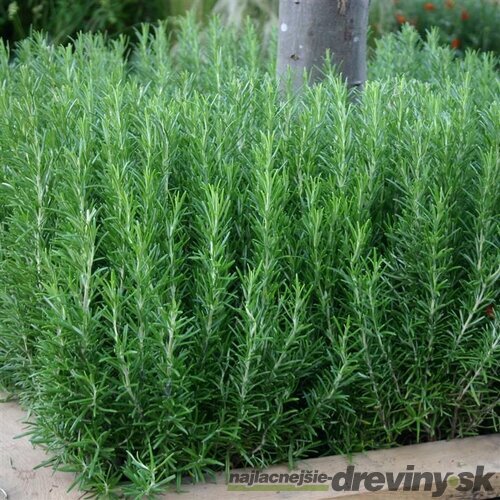 Rozmarín lekársky, výška 20/30 cm, v črepníku Rosmarinus officinalis