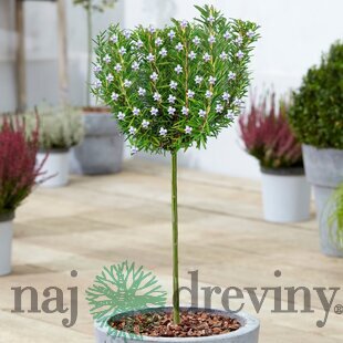 Rozmarín lekársky, výška 30/50 cm, v črepníku 2l Rosmarinus officinalis