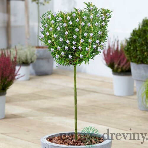 Rozmarín lekársky, výška 30/50 cm, v črepníku 2l Rosmarinus officinalis