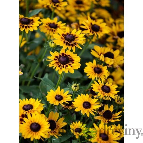 Rudbeckia Giggling Smileyz, výška 25/50cm, v črepníku Rudbeckia Hirta Giggling Smileyz
