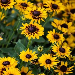 Rudbeckia Giggling Smileyz, výška 25/50cm, v črepníku Rudbeckia Hirta Giggling Smileyz