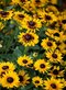Rudbeckia Giggling Smileyz, výška 25/50cm, v črepníku Rudbeckia Hirta Giggling Smileyz