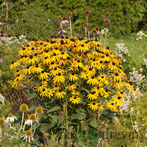 Rudbeckia Goldsturm, v črepníku P9 Rudbeckia fulgida Goldsturm
