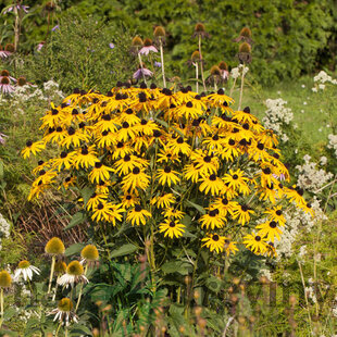 Rudbeckia Goldsturm, v črepníku P9 Rudbeckia fulgida Goldsturm
