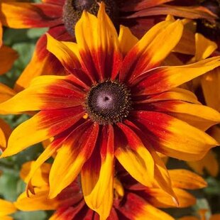 Rudbeckia Happy Smileyz, výška 25/50cm, v črepníku Rudbeckia Happy Smileyz