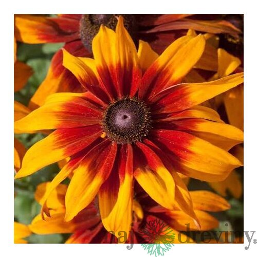 Rudbeckia Happy Smileyz, výška 25/50cm, v črepníku Rudbeckia Happy Smileyz