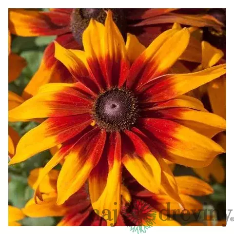 Rudbeckia Happy Smileyz, výška 25/50cm, v črepníku Rudbeckia Happy Smileyz