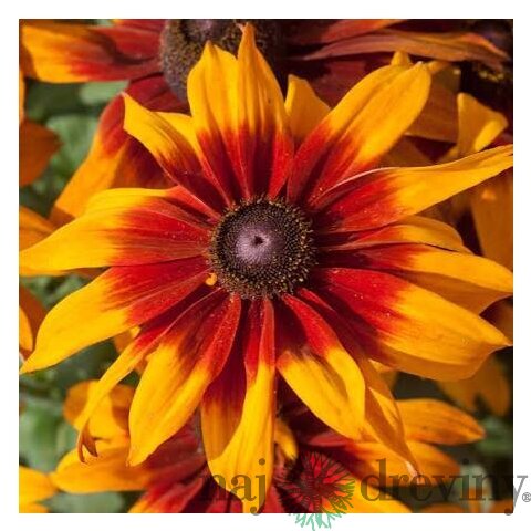 Rudbeckia Happy Smileyz, výška 25/50cm, v črepníku Rudbeckia Happy Smileyz