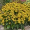 Rudbeckia Little Goldstar v črepníku Rudbeckia fulgida Little Goldstar