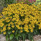 Rudbeckia Little Goldstar v črepníku Rudbeckia fulgida Little Goldstar