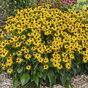 Rudbeckia Little Goldstar v črepníku Rudbeckia fulgida Little Goldstar