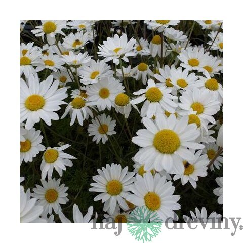 Rumanovec farbiarsky Sauce Hollandaise, v črepníku P9, 10/15 cm Anthemis hybrida Sauce Hollandaise