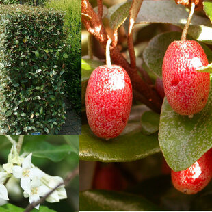 Ruská oliva - Hlošina Ebbingeova na kmienku 120 cm v črepníku Elaeagnus Ebbingeii