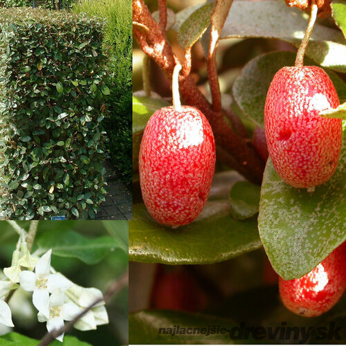 Ruská oliva - Hlošina Ebbingeova na kmienku 120 cm v črepníku Elaeagnus Ebbingeii