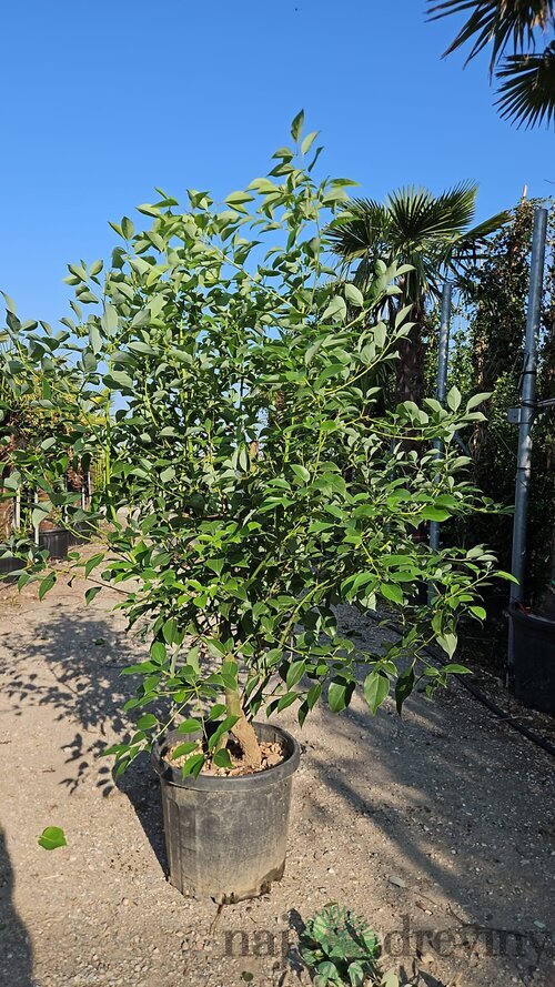 Ruská oliva - Hlošina Ebbingeova na kmienku 120 cm v črepníku Elaeagnus Ebbingeii