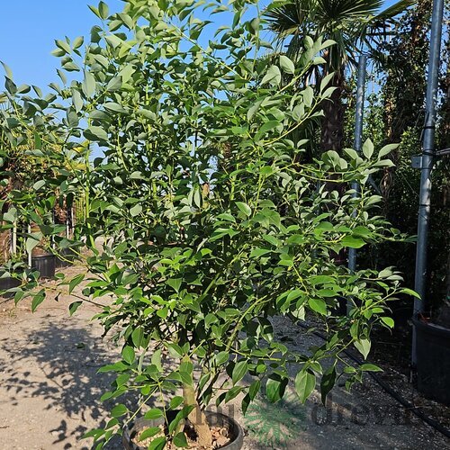 Ruská oliva - Hlošina Ebbingeova na kmienku 120 cm v črepníku Elaeagnus Ebbingeii
