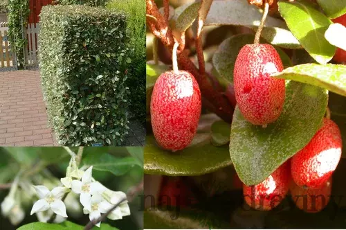 Ruská oliva (hlošina ebbingeova), výška 60/100 cm, v črepníku Elaeagnus (Eleagnus) ebbingei