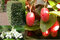 Ruská oliva (hlošina ebbingeova), výška 80/100 cm, v črepníku Elaeagnus (Eleagnus) ebbingei
