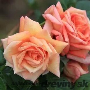 Ruža BAROCK ‘Tanbak‘ PBR 30/50 cm v črepníku 5l Rosa BAROCK ‘Tanbak‘ PBR