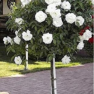 Ruža biela Iceberg na kmienku 120 cm, v črepníku Rosa Iceberg