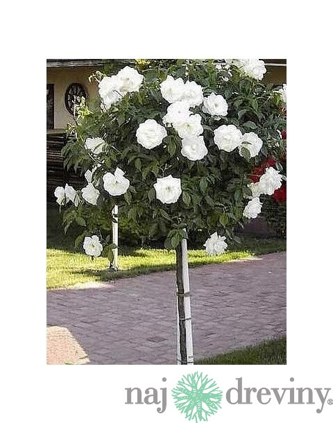 Ruža biela Iceberg na kmienku 120 cm, v črepníku Rosa Iceberg
