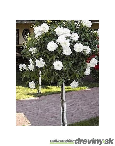 Ruža biela Iceberg na kmienku 120 cm, v črepníku Rosa Iceberg