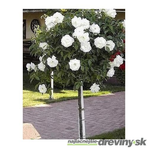 Ruža biela Iceberg na kmienku 120 cm, v črepníku Rosa Iceberg