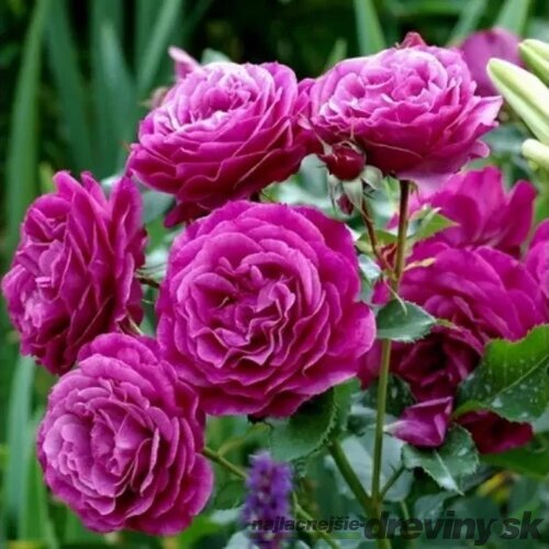 Ruža Blue Eden PBR, 30/50 cm, v črepníku 5l Rosa BLUE EDEN ‘Wekisosblip‘
